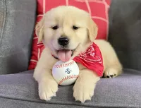 Bosephus AKC, a male Golden Retriever for sale in Carbondale, IL – Photo 1 of 7