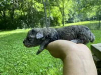 Pierre ( AKC + health guaranteed ), a male Poodle - Toy  for sale in Carbondale, IL – 2 of 4