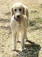 Parti Girl 🎉 , a female Poodle - Standard  for sale in Carbondale, IL – 3 of 5