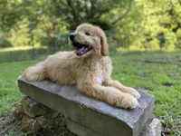 Bosephus ( Beau ), a male Goldendoodle for sale in Carbondale, IL – 3 of 5