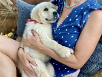 Claire, a female Golden Retriever for sale in Carbondale, IL – 4 of 4