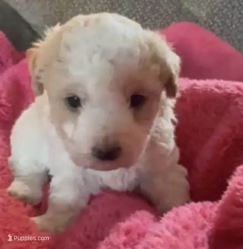 Binky , a female Poodle - Toy  for sale in Carbondale, IL – 1 of 2