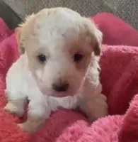 Binky , a female Poodle - Toy  for sale in Carbondale, IL – 1 of 2