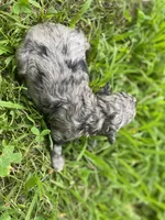 Gaston ( AKC + health guaranteed ), a male Poodle - Toy  for sale in Carbondale, IL – 3 of 4