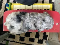 Fifi - Full AKC - health guaranteed , a female Poodle - Toy  for sale in Carbondale, IL – 4 of 4
