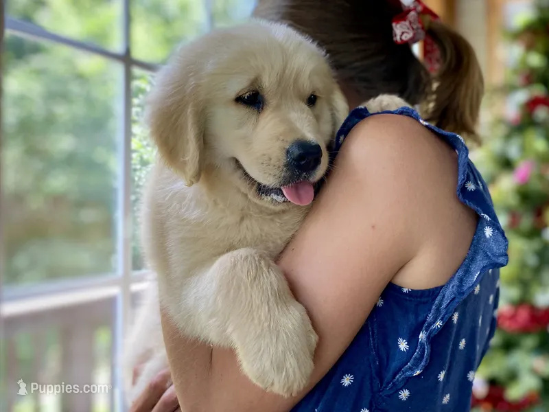 Claire- health guaranteed  – Golden Retriever puppy for sale in Carbondale, IL
