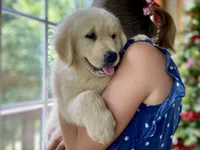 Claire, a female Golden Retriever for sale in Carbondale, IL – 2 of 4