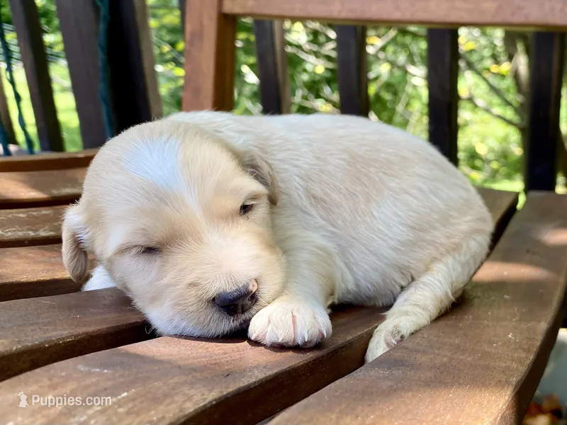 Bosephus – Goldendoodle puppy for sale in Carbondale, IL