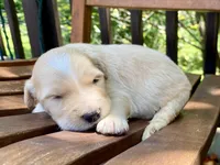 Bosephus, a male Goldendoodle for sale in Carbondale, IL – 1 of 6