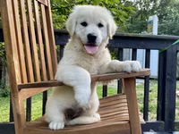 Chloe- health guaranteed , a female English Cream Golden Retriever for sale in Carbondale, IL – 6 of 6