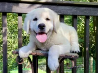Chloe- health guaranteed , a female English Cream Golden Retriever for sale in Carbondale, IL – 4 of 6