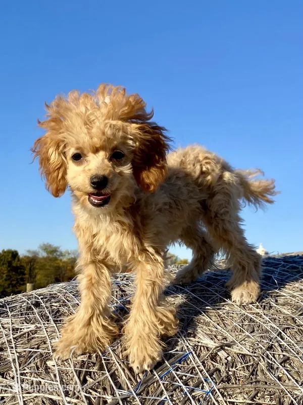 Minnie – Poodle - Toy  puppy for sale in Carbondale, IL