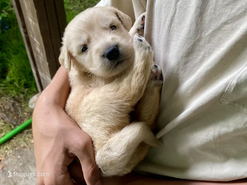 Arielle AKC – Golden Retriever puppy for sale in Carbondale, IL
