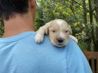 Bosephus, a male Goldendoodle for sale in Carbondale, IL – 6 of 6