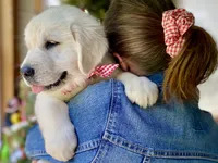 Chloe, a female Golden Retriever for sale in Carbondale, IL – 2 of 7