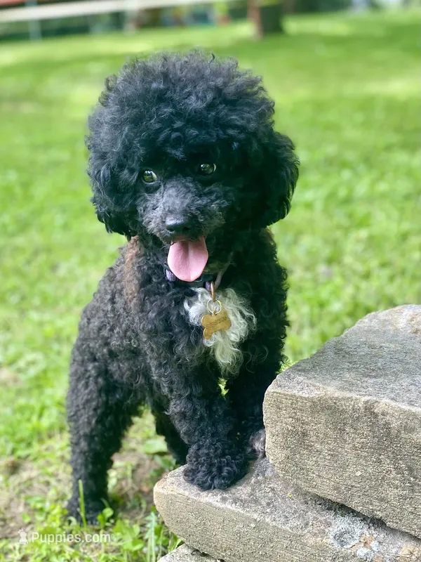 Gretl AKC – Poodle - Toy  puppy for sale in Carbondale, IL