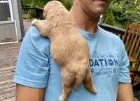 Buttercup 🧈 , a female Goldendoodle for sale in Carbondale, IL – 5 of 7