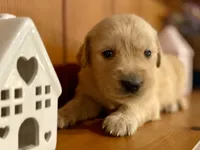 Camilla AKC- health guaranteed , a female Golden Retriever for sale in Carbondale, IL – 7 of 9