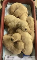 Arielle AKC- health guaranteed , a female Golden Retriever for sale in Carbondale, IL – 5 of 10