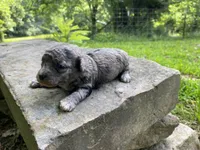 Pierre ( AKC + health guaranteed ), a male Poodle - Toy  for sale in Carbondale, IL – 4 of 4