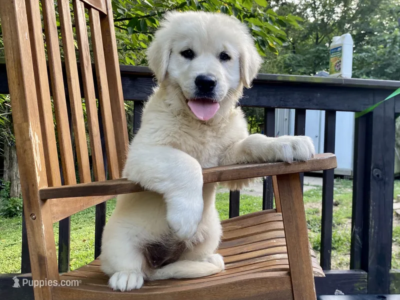 Chloe- health guaranteed  – Golden Retriever puppy for sale in Carbondale, IL