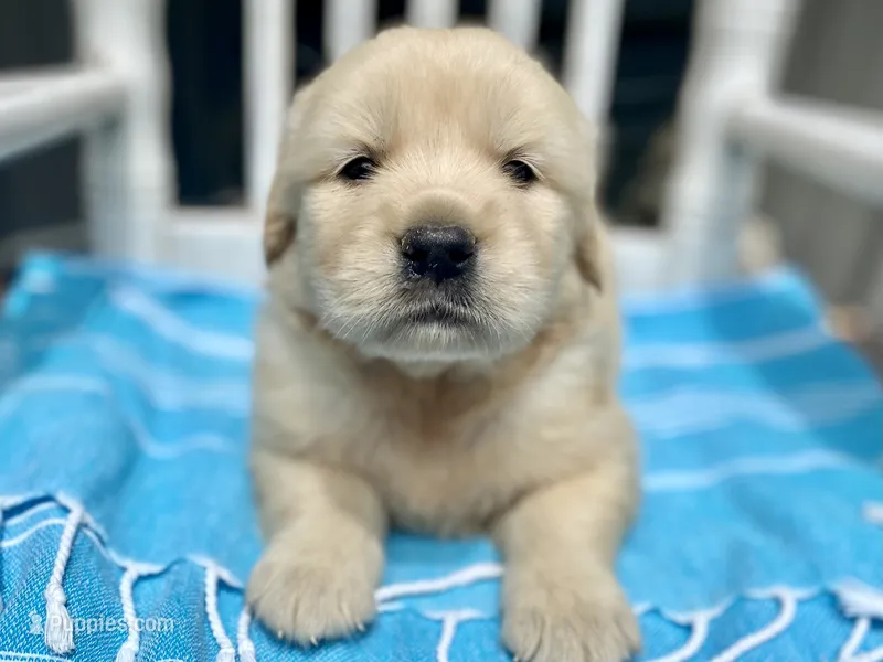 Arielle AKC- health guaranteed  – Golden Retriever puppy for sale in Carbondale, IL