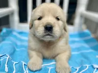Arielle AKC- health guaranteed , a female Golden Retriever for sale in Carbondale, IL – 3 of 10