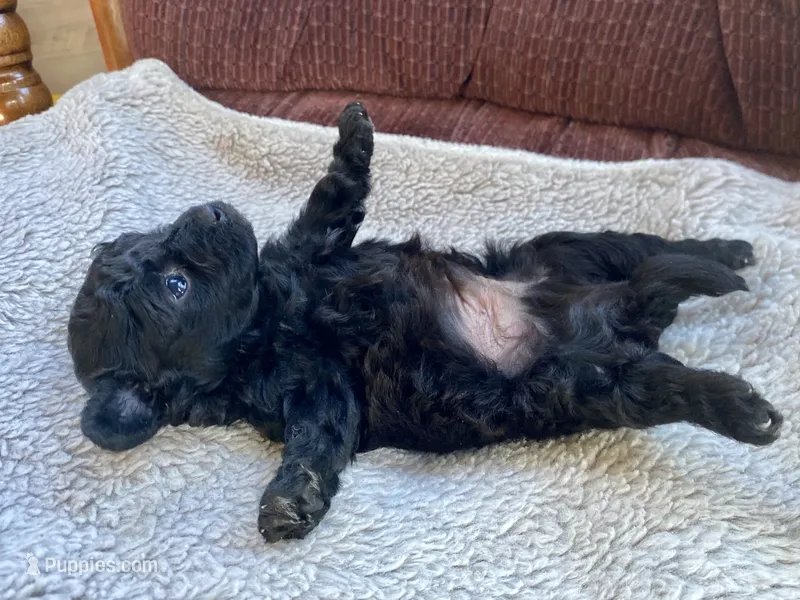 Winky F1B – Pomapoo puppy for sale in Carbondale, IL