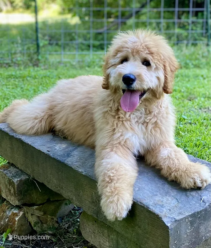 Bosephus ( Beau ) – Goldendoodle puppy for sale in Carbondale, IL