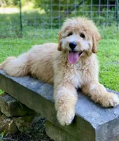 Bosephus ( Beau ), a male Goldendoodle for sale in Carbondale, IL – 1 of 5
