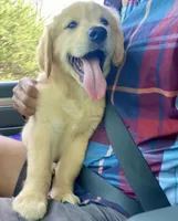 Hubert, a male Golden Retriever for sale in Carbondale, IL – Photo 2 of 4
