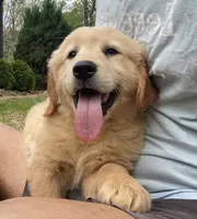 Moose, a male Golden Retriever for sale in Carbondale, IL – Photo 6 of 7