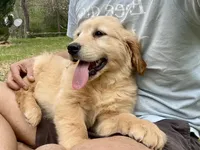 Moose, a male Golden Retriever for sale in Carbondale, IL – Photo 7 of 7
