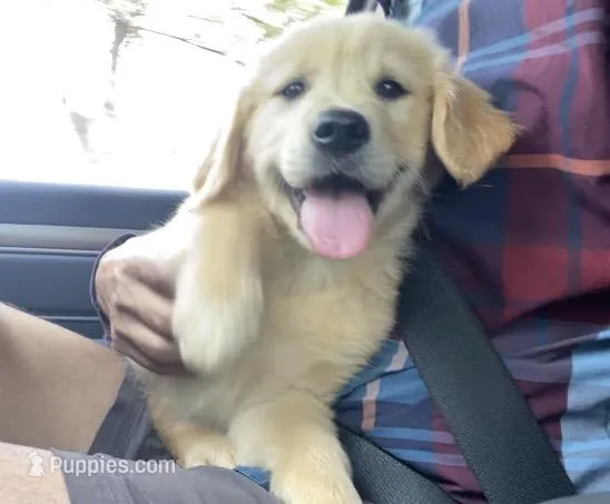 Hubert – Golden Retriever puppy for sale in Carbondale, IL