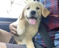 Hubert, a male Golden Retriever for sale in Carbondale, IL – Photo 1 of 4