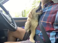 Hubert, a male Golden Retriever for sale in Carbondale, IL – Photo 4 of 4