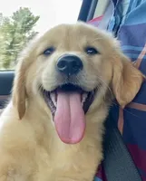 Hubert, a male Golden Retriever for sale in Carbondale, IL – Photo 3 of 4