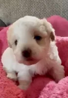 Binky , a female Poodle - Toy  for sale in Carbondale, IL – 2 of 2