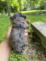 Pierre ( AKC + health guaranteed ), a male Poodle - Toy  for sale in Carbondale, IL – 3 of 4