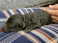 Bill F1B, a male Pomapoo for sale in Carbondale, IL – 5 of 6