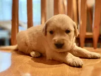 Camilla AKC- health guaranteed , a female Golden Retriever for sale in Carbondale, IL – 6 of 9