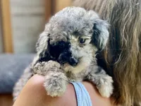 Fifi - Full AKC - health guaranteed , a female Poodle - Toy  for sale in Carbondale, IL – 4 of 10