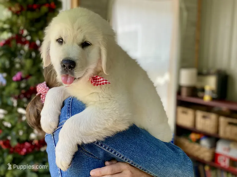 Chloe- health guaranteed  – Golden Retriever puppy for sale in Carbondale, IL