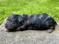 Fifi ( AKC + health guaranteed ), a female Poodle - Toy  for sale in Carbondale, IL – 4 of 4