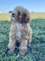Minnie, a female Poodle - Toy  for sale in Carbondale, IL – 3 of 5