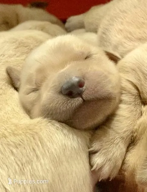 Camilla – Golden Retriever puppy for sale in Carbondale, IL