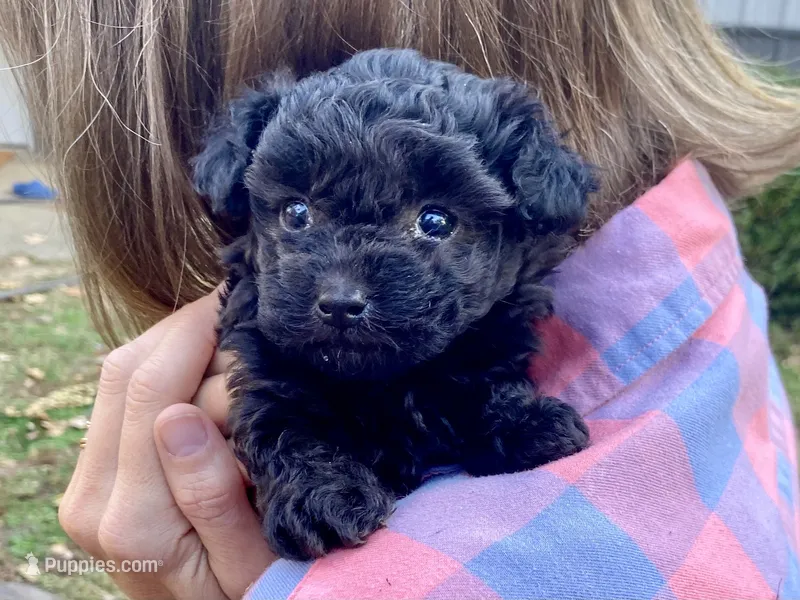 Winky F1B – Pomapoo puppy for sale in Carbondale, IL
