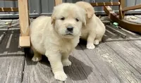Camilla AKC- health guaranteed , a female Golden Retriever for sale in Carbondale, IL – 3 of 9