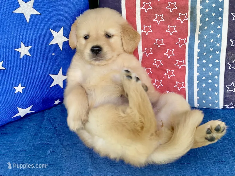 Arielle AKC- health guaranteed  – Golden Retriever puppy for sale in Carbondale, IL