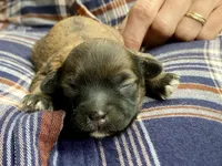 Beatrix F1B, a female Pomapoo for sale in Carbondale, IL – 2 of 8